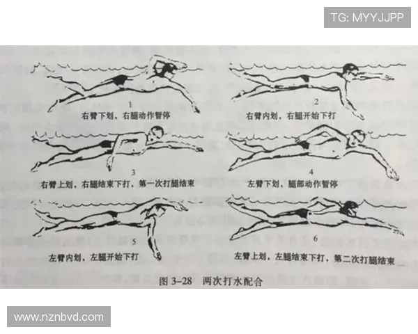 全面掌握自由泳技巧的高效循序渐进系统化教学视频实用指南教程版